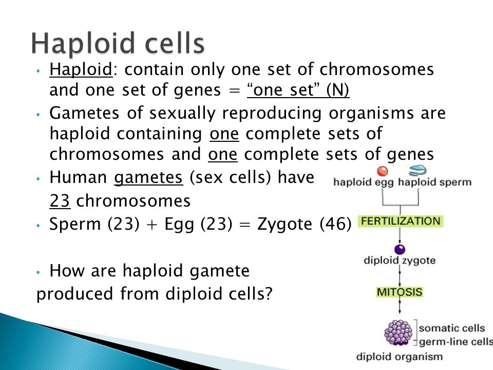 Human sperm cell contains 23 chromosones